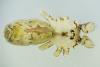 Holocnemus pluchei